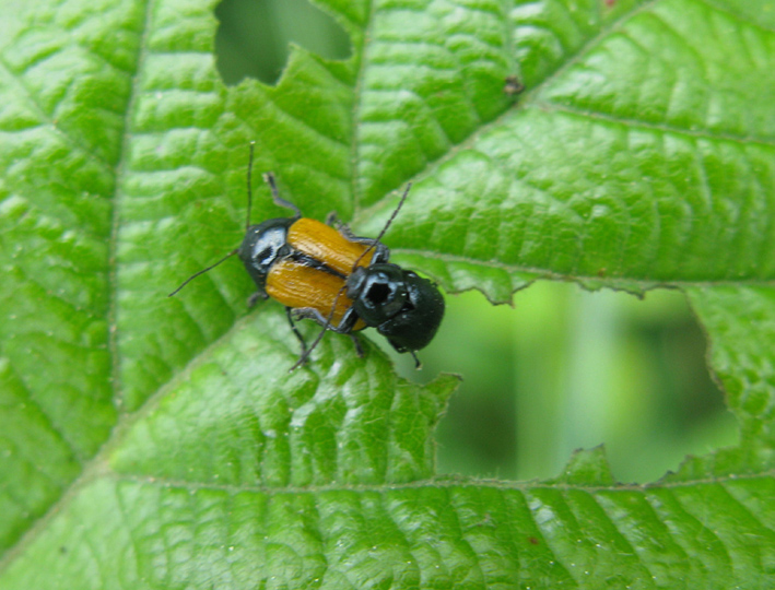 coppia di Cryptocephalus marginatus